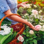 róże Jak przycinać wiosną róże? Ta odmiana wymaga konkretnych zasad