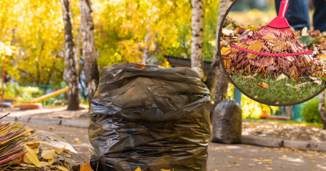 Jak przygotować kompost z jesiennych liści? /Pixel