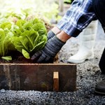  Jak przygotować ogród na zimę? Pomoże Szkoła Ogrodników w Katowicach