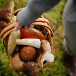 Jak przygotować się na grzybobranie? Pamiętaj o tych podstawowych zasadach!