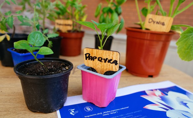 Jak przymrozki wpłynęły na sadzonki? Kiedy ruszy sezon? 