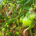 Jak przyspieszyć dojrzewanie pomidorów, by nie zbierać niewielkich i słabo wybarwionych okazów?
