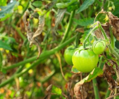 Jak przyspieszyć dojrzewanie pomidorów, by nie zbierać niewielkich i słabo wybarwionych okazów?