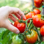 Jak przyspieszyć dojrzewanie pomidorów na krzaku? Patent działkowca