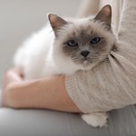 Jak przywitać się z obcym kotem? Naukowcy odkryli najlepszy sposób 