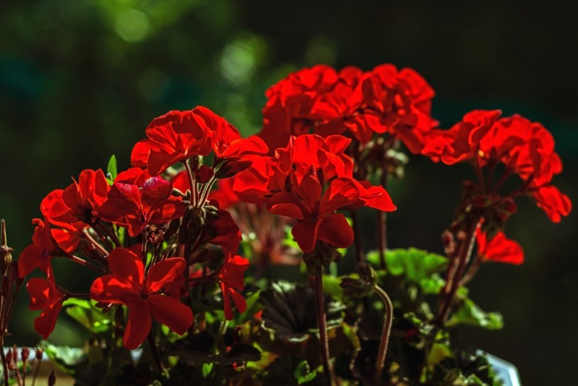 Jak przywrócić do życia pelargonie? Domowa mikstura postawi je na nogi