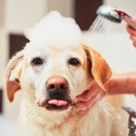 Jak przyzwyczaić psa do kąpieli?