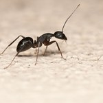 Jak radzić sobie z mrówkami w domu? Sprawdzone metody 