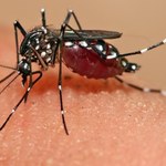 Jak radzić sobie z ukąszeniami komarów