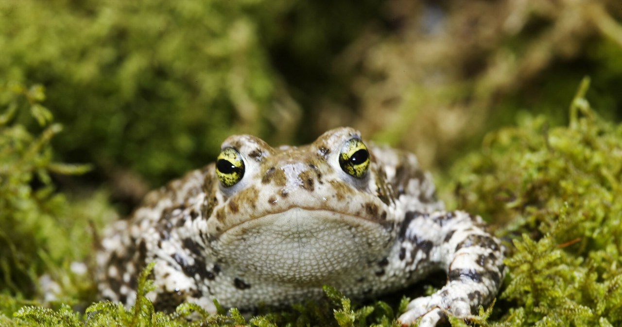 Jak ropucha zielona (łac. Bufotes viridis) odnajduje się w miejskim ekosystemie? /M. Watson / ardea.com/EAST NEWS /East News