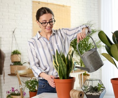 Jak rośliny oczyszczają powietrze w zimie? Wybierz te gatunki