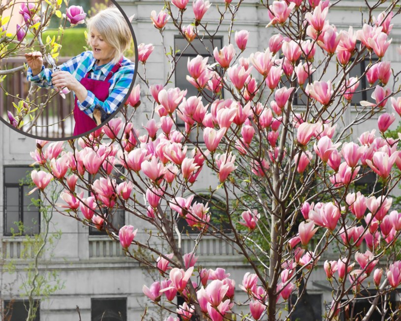 Jak rozpocząć uprawę magnolii w ogrodzie? /Pixel