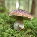Jak rozpoznać prawdziwka? Niektóre odmiany borowików są trujące