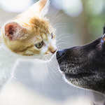Jak rozpoznać, że twój kot lub pies cię kocha? Zwróć uwagę na te sygnały