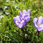 Jak sadzić krokusy, żeby wiosną pięknie zakwitły w ogrodzie?