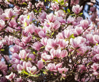 Jak sadzić magnolię?