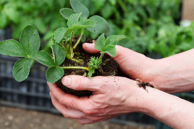 Jak sadzić truskawki? Rośliny najlepiej sadzić w rzędach o odstępach około 40 centymetrów. /123RF/PICSEL