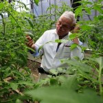 Jak samodzielnie zbudować szklarnię