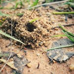 Jak się pozbyć mrówek z ogrodu? To ich naturalni wrogowie