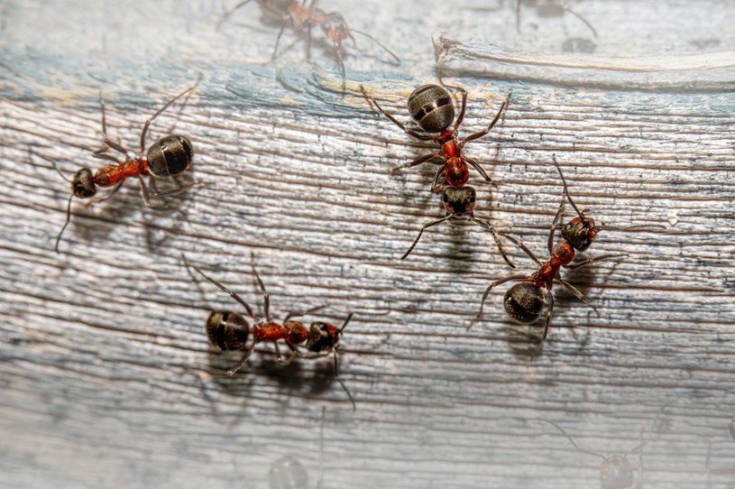 Jak się pozbyć mrówek? /Unsplash
