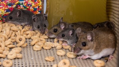 Jak się zmotywować? Badania na myszach mogą pomóc
