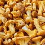 Jak skutecznie i szybko oczyścić kurki z piasku i mchu? Sprawdzone sposoby grzybiarzy 