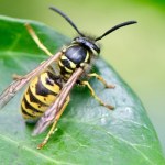 Jak skutecznie odstraszyć osy? Oto kilka sposobów