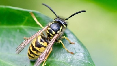 Jak skutecznie odstraszyć osy? Oto kilka sposobów