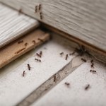 Jak skutecznie pozbyć się mrówek z domu? Naturalne sposoby
