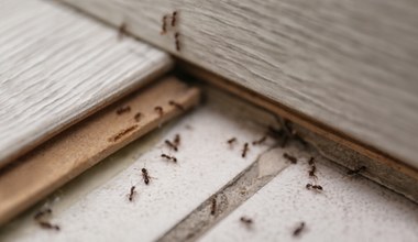 Jak skutecznie pozbyć się mrówek z domu? Naturalne sposoby