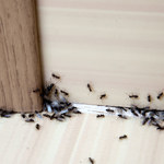 Jak skutecznie pozbyć się mrówek?
