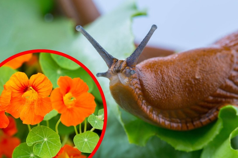 Jak skutecznie zniechęcić ślimaki do wizyty na grządce? Wybierz naturalne metody! /123RF/PICSEL