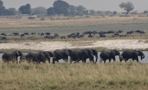 Jak sól wpływa na największych roślinożerców? Nowe badania