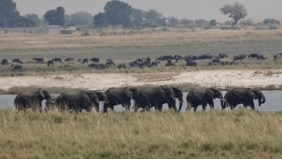 Jak sól wpływa na największych roślinożerców? Nowe badania