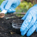 Jak sprawdzić odczyn gleby w ogrodzie domowym sposobem?