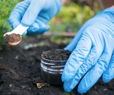 Jak sprawdzić odczyn gleby w ogrodzie domowym sposobem?