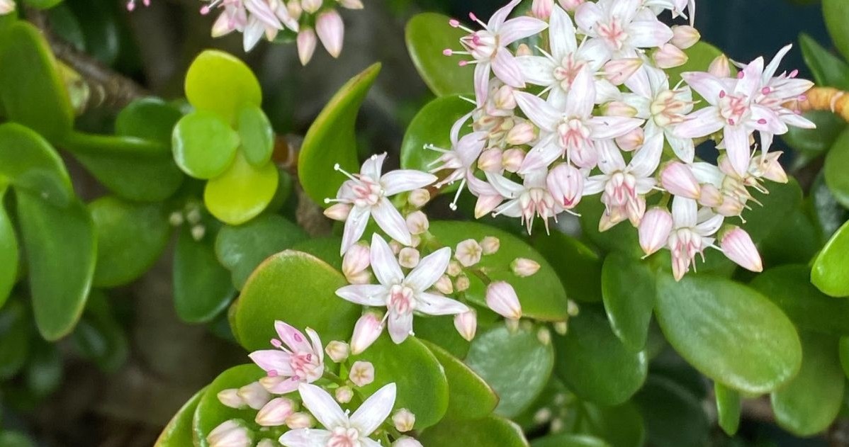 Jak sprawić, żeby grubosz zakwitł? /123RF/PICSEL