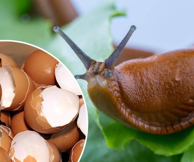 Jak stosować skorupki jaj na ślimaki? Domowy sposób nie ma sobie równych