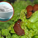 Jak stosować sodę oczyszczoną na ślimaki?