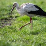 Jak susza zmienia menu bocianów? 