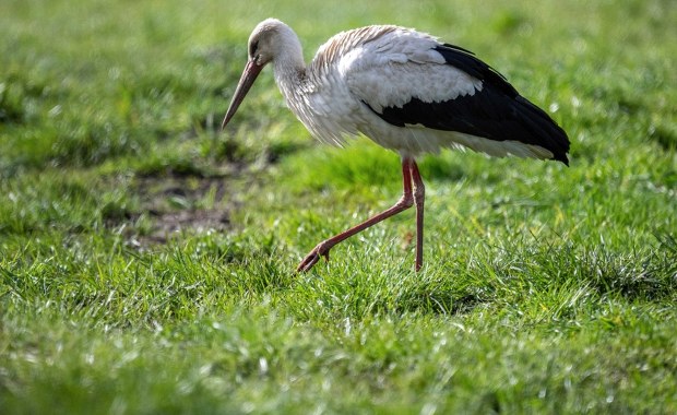 Jak susza zmienia menu bocianów? 