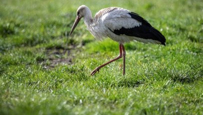 Jak susza zmienia menu bocianów? 