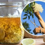 Jak syrop z czarnego bzu może uratować zimę? Domowe sekrety