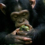 Jak szympansy zmieniły bieg historii jednym zgniłym owocem!