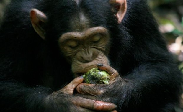 Jak szympansy zmieniły bieg historii jednym zgniłym owocem!