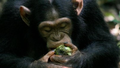 Jak szympansy zmieniły bieg historii jednym zgniłym owocem!