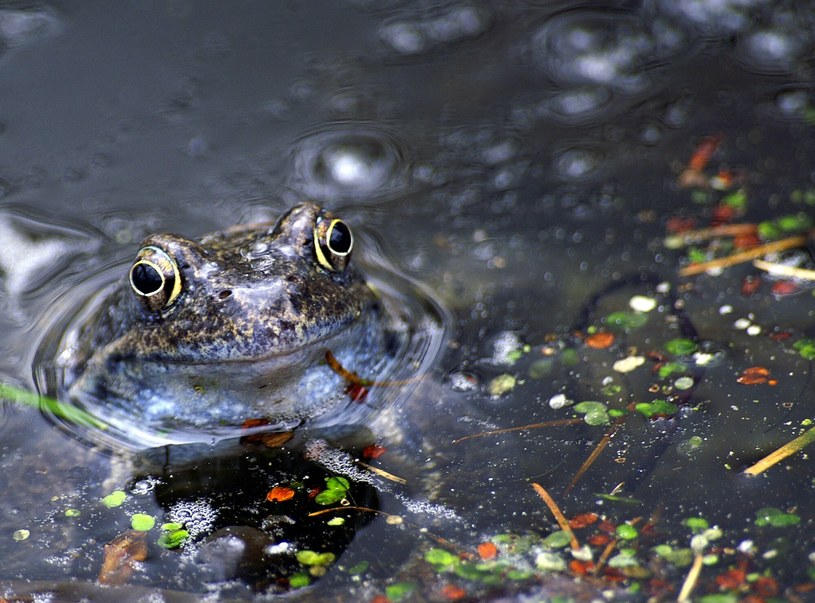 Jak to możliwe, że na świecie wciąż zdarzają się deszcze żab? /Krzysztof Duniec /Reporter