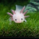 Jak to możliwe, że odrastają im kończyny? Kluczem okazał się ten hormon