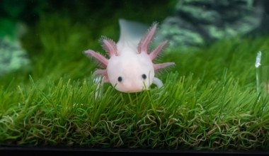 Jak to możliwe, że odrastają im kończyny? Kluczem okazał się ten hormon