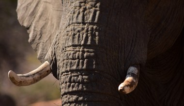 Jak turyści stresują słonie?